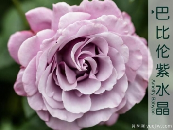 不要在死盯著微型月季了，5個(gè)大花微月
