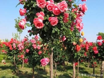 大花樹(shù)狀月季的嫁接步驟，山東月季基地分享