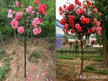 月季遇到病害包含的病況？如何解決呢