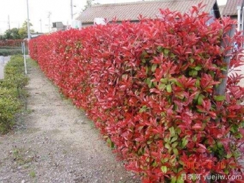 如何種植紅葉石楠？紅葉石楠種植技術(shù)