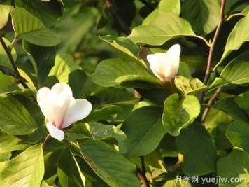 玉蘭樹(shù)應(yīng)該怎么才能防治病蟲(chóng)害？