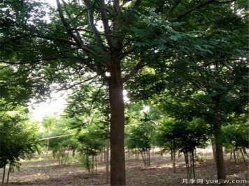 國(guó)槐能夠鎮(zhèn)宅嗎 國(guó)槐樹(shù)有哪些風(fēng)水之說(shuō)