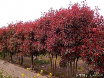 如何防止紅葉石楠樹枯死？