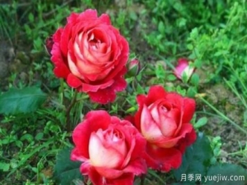 分享香味濃郁的10個月季花品種，皮實好養(yǎng)顏值高