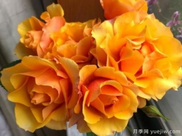 推薦8款冷門月季品種，養(yǎng)的是，但是表現(xiàn)真好