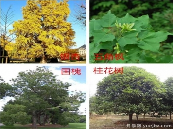 園林綠化中，樹木規(guī)劃遵守五大原則保持常綠常新