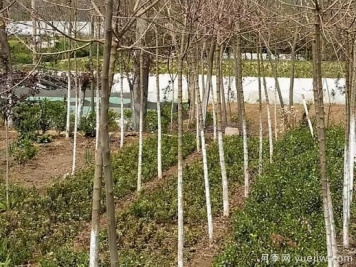 小雪過后，苗木防凍工作要速速搞起來