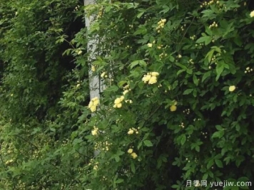 苗木行業(yè)進入存量市場，這些領(lǐng)域仍需大量苗木