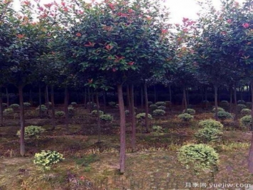 紅葉石楠樹受到創(chuàng)傷后如何消毒？