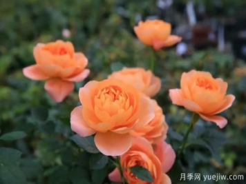強(qiáng)烈推薦的11種月季花，陽(yáng)臺(tái)變花園不是夢(mèng)