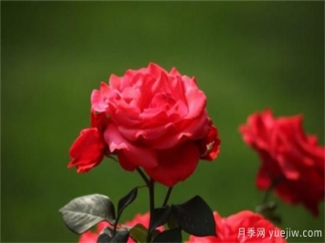 熱門(mén)10種月季，開(kāi)成花海開(kāi)成瀑布開(kāi)花不斷
