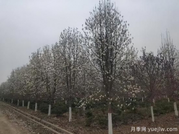 河南11月下半月熱門苗木市場價格一覽