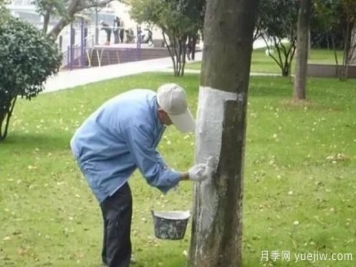 關(guān)于冬季樹干涂白的知識