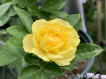金絲雀，黃花月季中的王中王，美麗漂亮常年開花不停歇