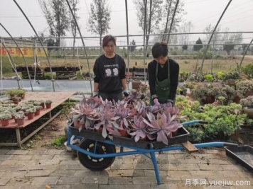 南陽宛城：網(wǎng)絡直播電商銷售多肉成群眾致富新秘訣