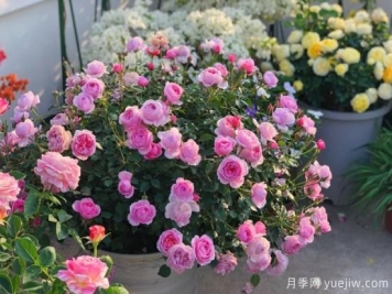 入秋養(yǎng)月季推薦5個(gè)品種，耐熱耐寒抗性強(qiáng)開(kāi)花美