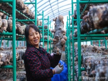 信陽(yáng)光山：種植花菇走上致富路