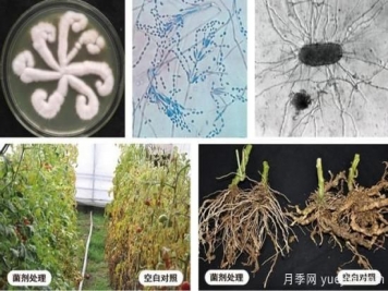 植物根結(jié)線(xiàn)蟲(chóng)病難對(duì)付？生物農(nóng)藥有辦法