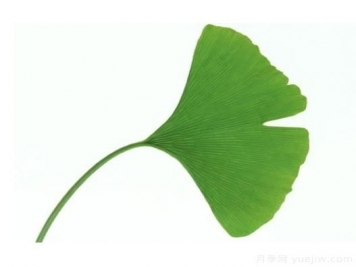 如何辨別銀杏雌雄植株？