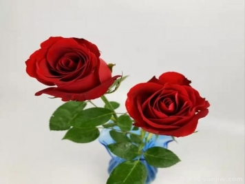 紅色切花月季經典主流，推薦十種經典常見的紅玫瑰