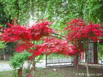花葉芋和紅楓的修剪，使其早日成株提前開花結(jié)果