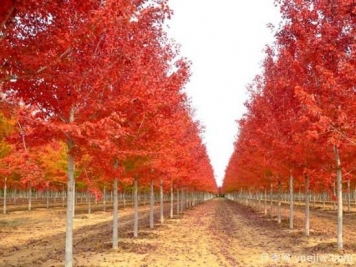 美國紅楓，可以讓園林景觀如此絕美