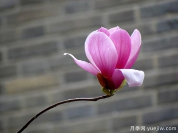玉蘭花很常見，卻沒想到還有白色紫色和紅色