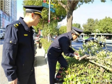 南陽樹狀月季遭腰斬，園林部門有獎征集破案線索
