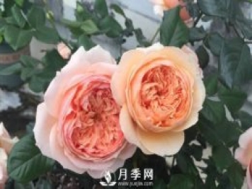 花開很漂亮很好養(yǎng)的真宙月季