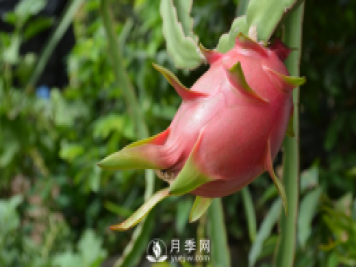 南陽(yáng)火龍果的6種施肥方式詳細(xì)說(shuō)明