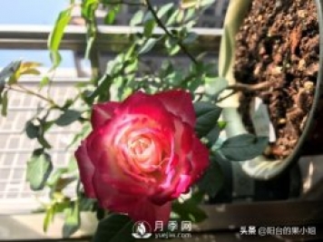 八種小白花友也能駕馭的月季品種