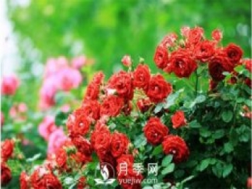 月季“黑白紅”病害簡(jiǎn)單防治 看過(guò)來(lái)