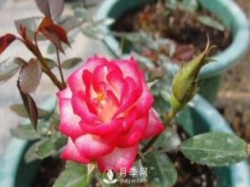 你的盆栽月季是不是又焉了。來看盆栽月季養(yǎng)殖的注意事項