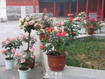 養(yǎng)護(hù)月季加點(diǎn)魚肥，讓月季猛爆花苞不停！