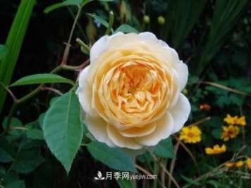 月季花這樣養(yǎng)，記住這些訣竅，開花紅艷艷