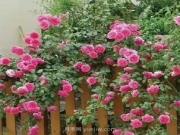 推薦花友必養(yǎng)的5大藤本月季和5大灌木月季品種，花美好養(yǎng)