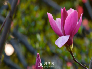 南陽(yáng)苗木基地殖玉蘭花注意什么？什么時(shí)候開(kāi)花呢？