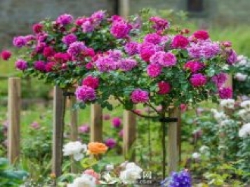 不放大招 月季樹怎么能花開爆？