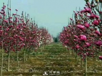 紅玉蘭樹(shù)的經(jīng)濟(jì)價(jià)值表現(xiàn)在哪些地方，你了解過(guò)嗎？