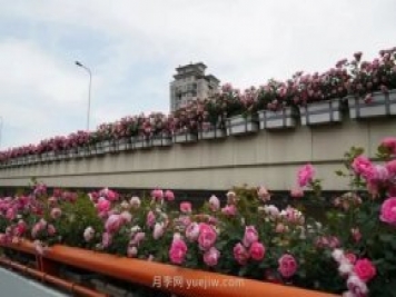 上海城市高架變“花路”，這些月季進(jìn)入盛花期啦！