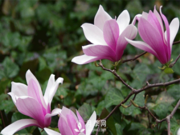 拽著三月的春光，希望的春天就在紅玉蘭花開的時(shí)節(jié)。