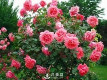 新手和懶人首選的三種月季品種，還自帶體香開花不斷