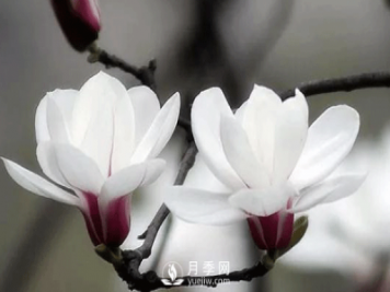 要想養(yǎng)護(hù)好白玉蘭盆景，要注意土壤，陽光水肥幾個(gè)方面的工作