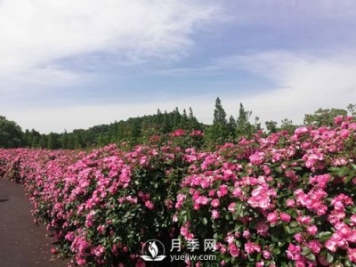 國(guó)內(nèi)“安吉拉”月季花墻 有多長(zhǎng)？
