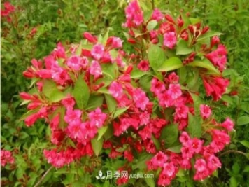 市場(chǎng)前景大好的6種忍冬科植物，你家苗圃有嗎？