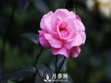 月季可以室內(nèi)養(yǎng)嗎？