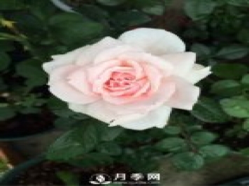 給鄰居“半截塑料瓶”，2周后，她給我10盆“月季花”，
