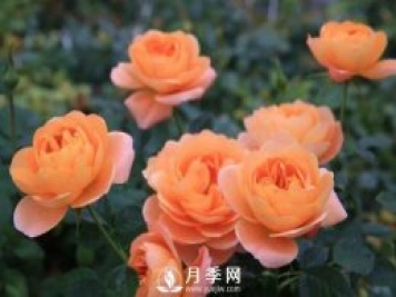 月季萌發(fā)新枝時，應該如何施肥