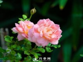 這些清新的月季花送給你