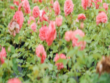 夏季表現(xiàn)也優(yōu)秀的月季花推薦